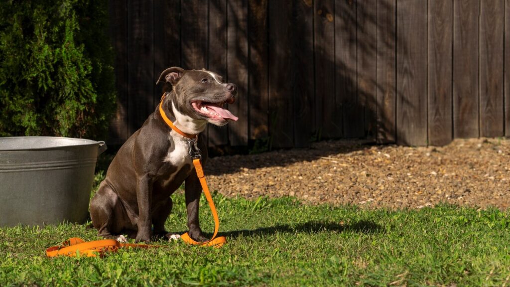 Side view cute dog sitting outdoors 23 2149658784