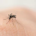登革熱病例飆升 梅雨季來臨 民眾應嚴防病媒蚊孳生