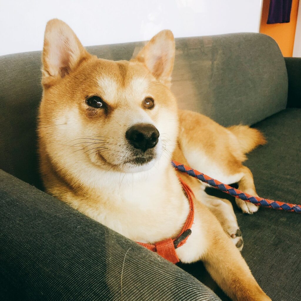 Portrait dog relaxing sofa home