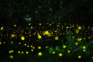 全台最夢幻螢火蟲季3/20登場！高雄那瑪夏夜間山林化身「螢光銀河」