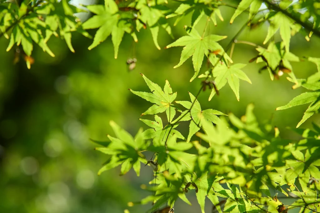 立夏將至火氣轉旺 5生肖運勢看升溫