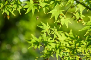 立夏將至火氣轉旺 5生肖運勢看升溫