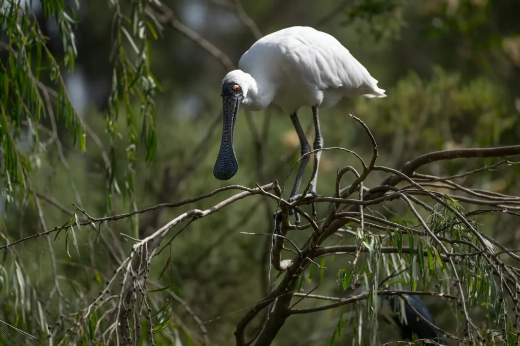 黑面琵鷺遭魚線纏嘴 苗栗後龍濕地搶救不治身亡