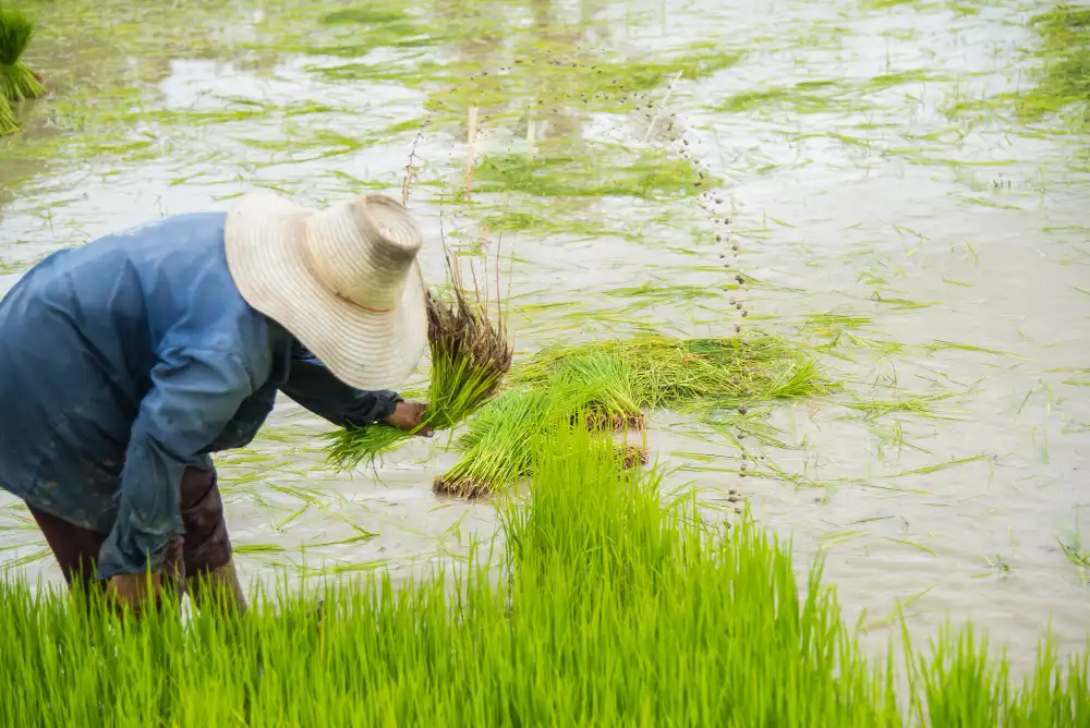 嘉義出現今年首例日本腦炎　6旬婦高燒昏迷住院！疾管署示警：6、7月進入高峰期