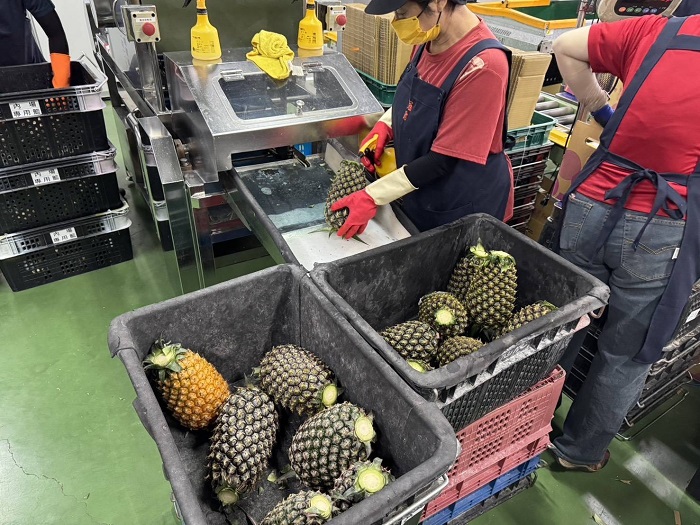 臺灣金鑽鳳梨在日本市場已深受當地消費者青睞。（北農資料照）
